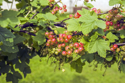 Close-up of red berries growing on tree