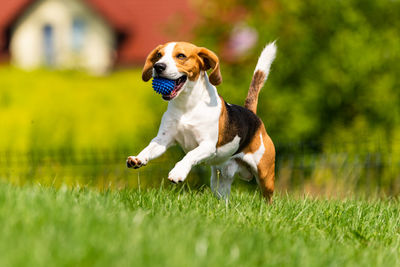 Full length of a dog running on field