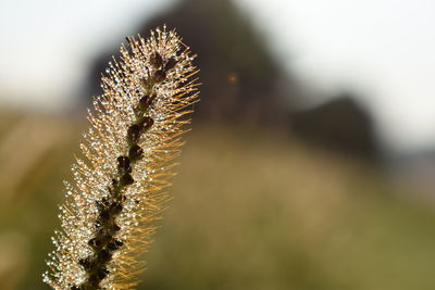 Close-up of frozen plant