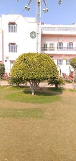 Trees and plants in lawn against building in city