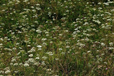 High angle view of white flowers blooming on field