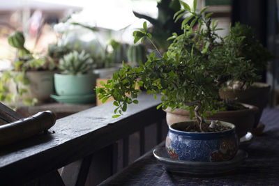 Close-up of potted plant on table