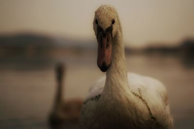 Close-up of swan on lake