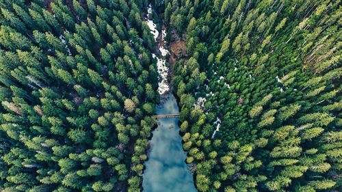 Aerial top view on heart of ukrainian part of carpathians mountains - the lake synevyr - dragon eye