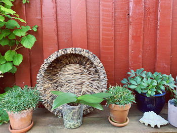 Potted plants in basket against wall