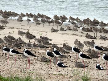 Seagulls on beach