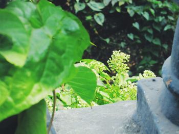 Close-up of fresh green plant