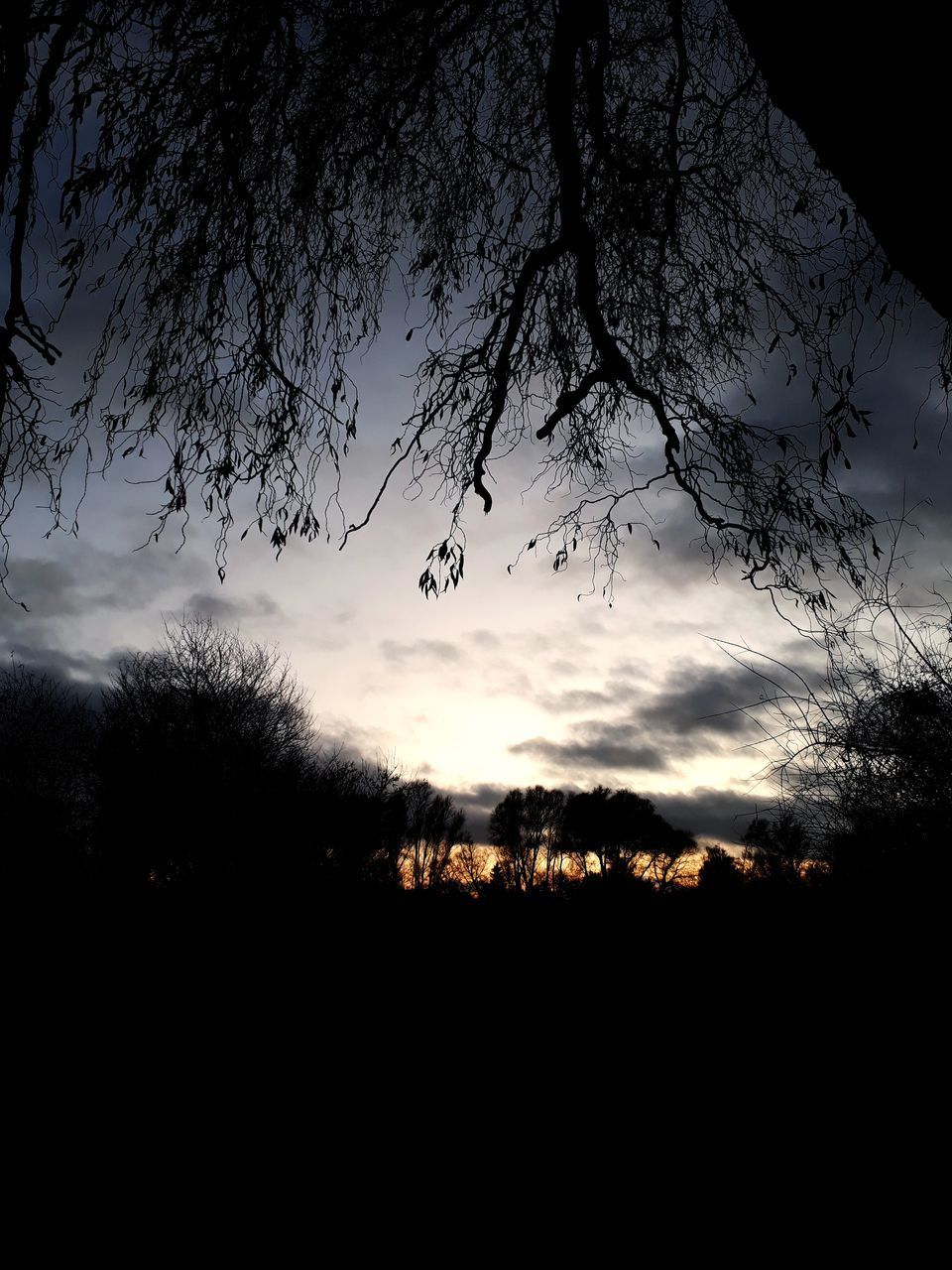 SILHOUETTE OF TREES AGAINST SKY DURING SUNSET