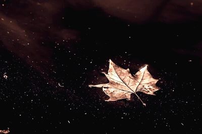 Leaves on ground at night