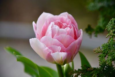 Close-up of pink flowers blooming outdoors