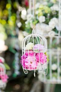 Close-up of pink flower for sale in market