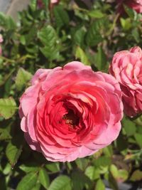 Close-up of pink rose blooming outdoors