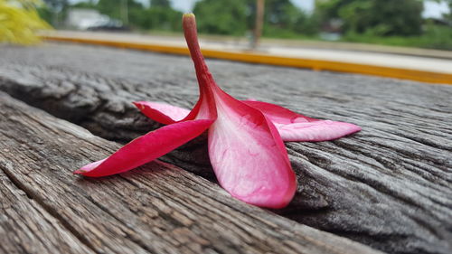 Close-up of pink flower on wood