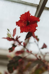 Close-up of red hibiscus flower