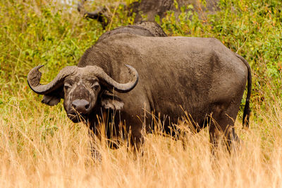 Portrait of lion standing on field