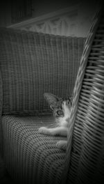Close-up of cat lying on floor
