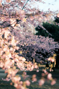 Close-up of cherry blossom