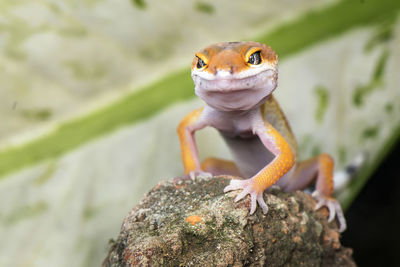 High angle view of lizard on rock
