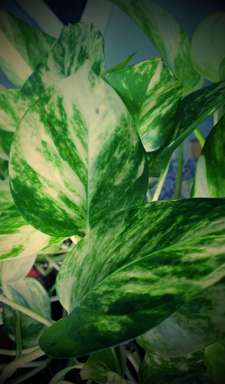 green color, leaf, indoors, close-up, vegetable, freshness, food and drink, food, plant, green, high angle view, healthy eating, no people, nature, day, selective focus, growth, leaves, animal themes, leaf vein