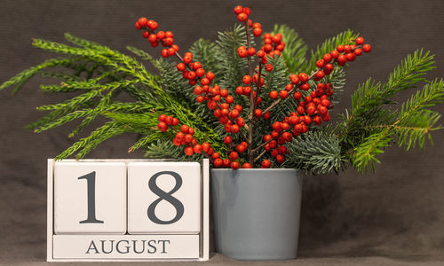 Close-up of red berries on plant