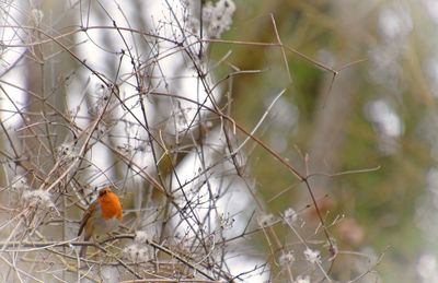 Close-up of twigs