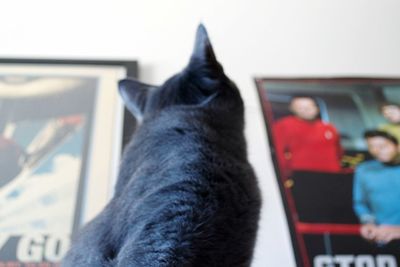 Close-up of cat