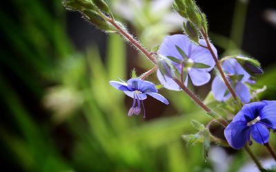 Close-up of purple flowers