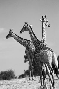 Giraffe standing on field against sky