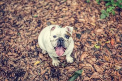 High angle portrait of a dog