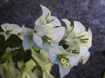 Close-up of white flowers