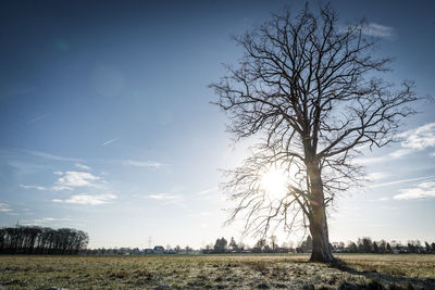 Bare tree on field against sky