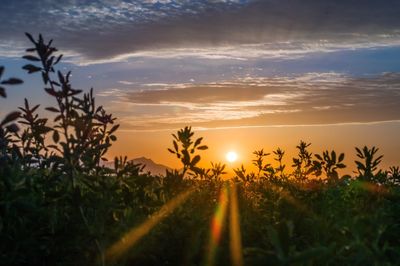 Scenic view of field against sky during sunset