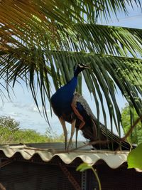 Low angle view of bird perching on roof