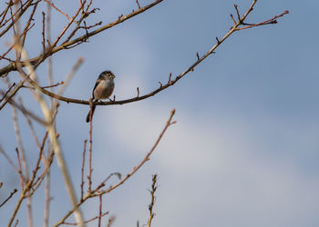 Low angle view of bird perching on branch against sky, aegithalos caudatus, springtime, england, uk