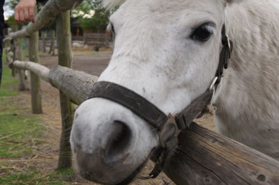 Close-up of horse on field