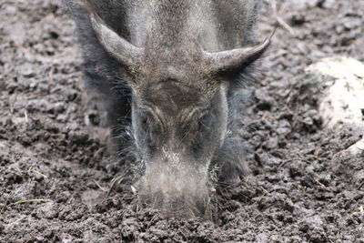 Close-up of hog on field