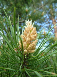 Close-up of pine cone on tree