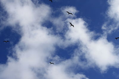 Low angle view of seagulls flying in sky