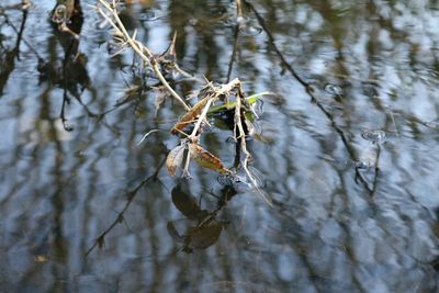 Trees in water