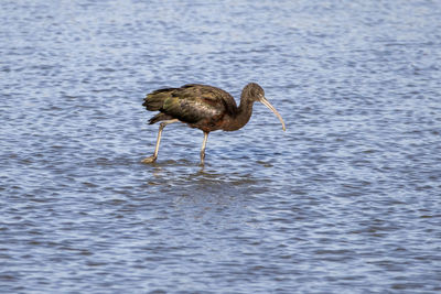 Duck standing in a sea