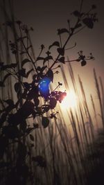 Low angle view of silhouette plants against sky during sunset