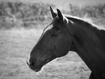 Close-up of horse on field
