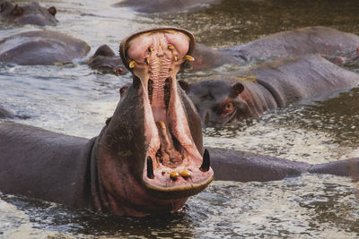 Close-up of a hippopotamus 