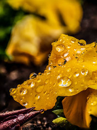 Close-up of raindrops on yellow leaf