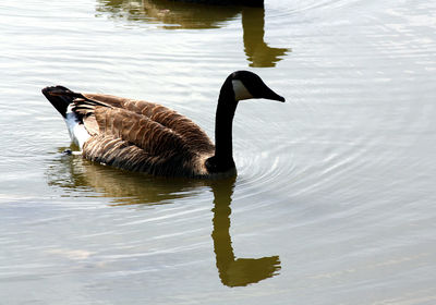 Side view of a bird in lake