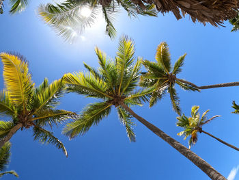 Low angle view of palm tree against sky