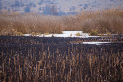 Scenic view of field during winter