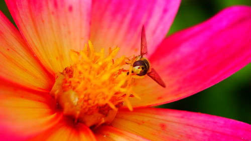 Close-up of insect pollinating on flower