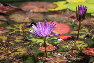 Close-up of purple crocus flowers