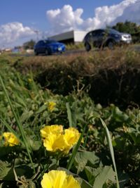 Close-up of yellow flowers blooming on field